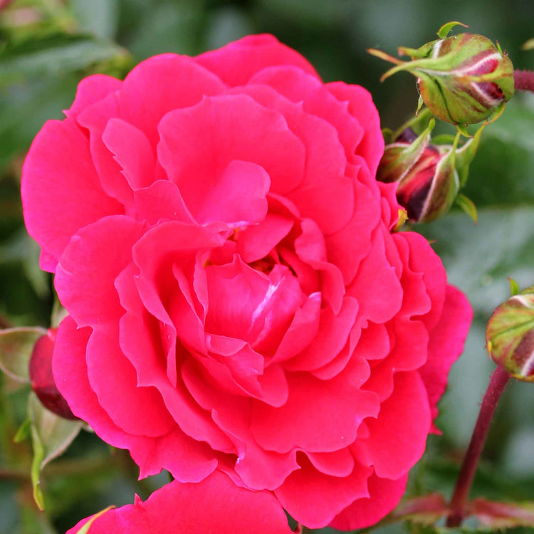 Rose Flower Carpet 'Ruby' (Ground Cover)