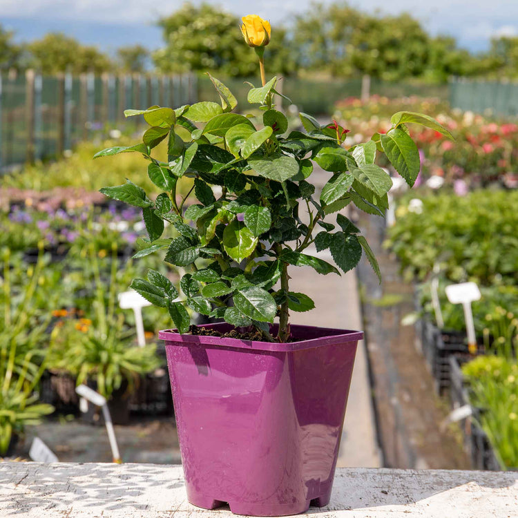 Rose ‘Golden Wedding’ (Floribunda)