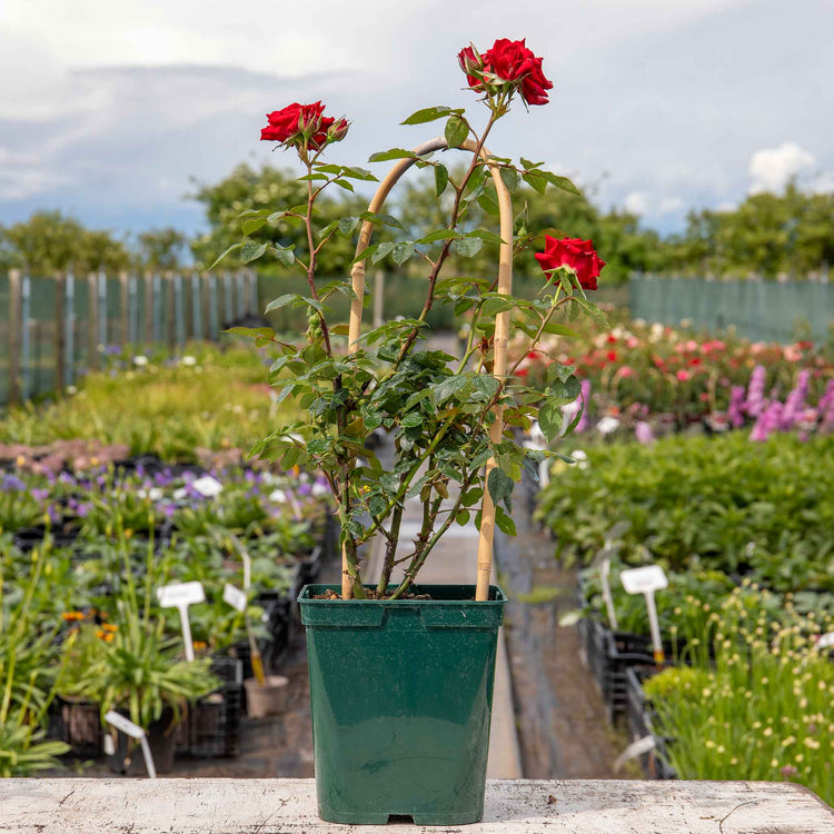 Rose 'Love Knot' (Climbing Rose)