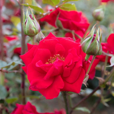 Rose 'Love Knot' (Climbing Rose)