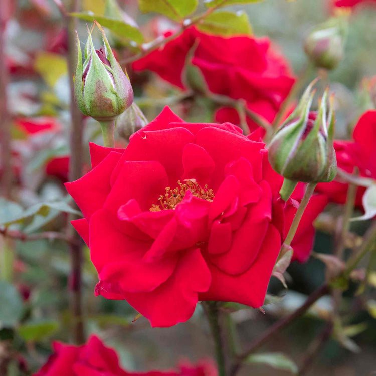 Rose 'Love Knot' (Climbing Rose)