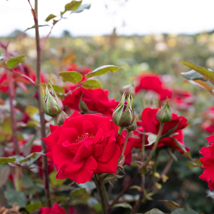 Rose 'Love Knot' (Climbing Rose)