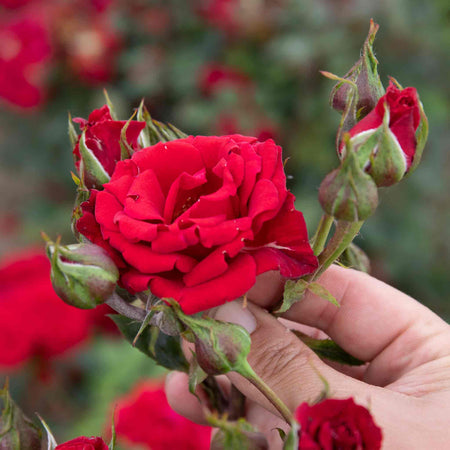 Rose 'Love Knot' (Climbing Rose)