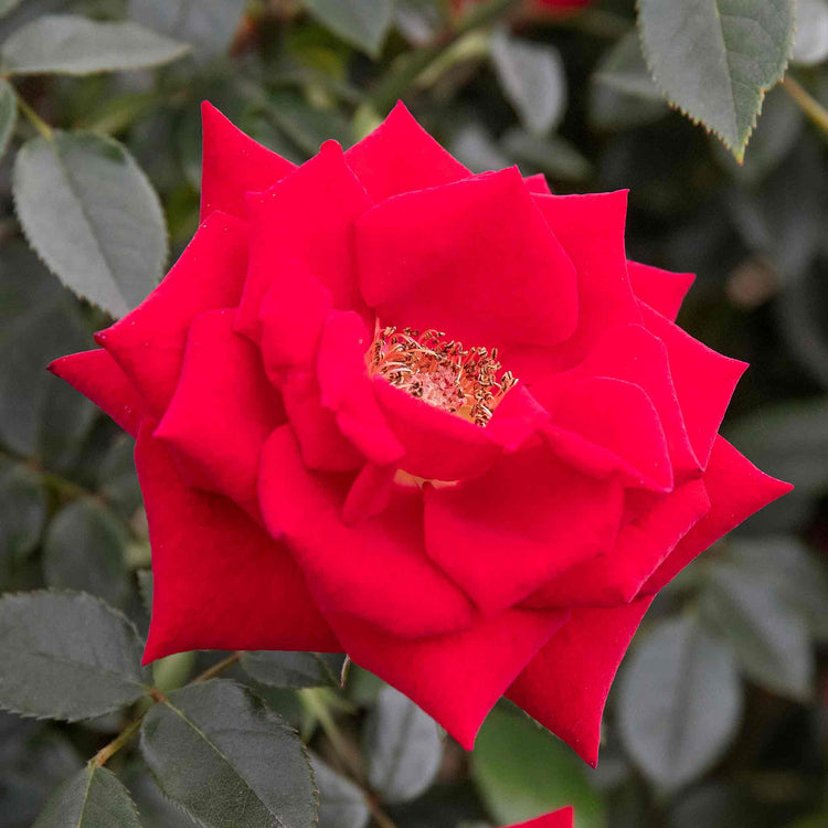 Rose 'Love Knot' (Climbing Rose)