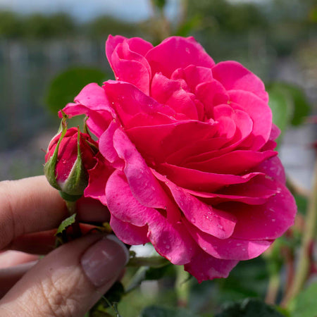 Climbing Rose Collection