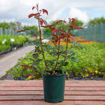 Rose 'Timeless Charisma'