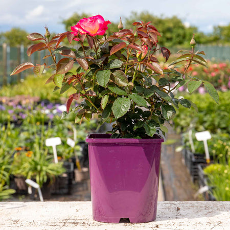 Rose ‘You’re My Everything’ ROTY 2025 (Hybrid Tea)