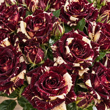 Rose ‘Abracadabra’ (Floribunda)