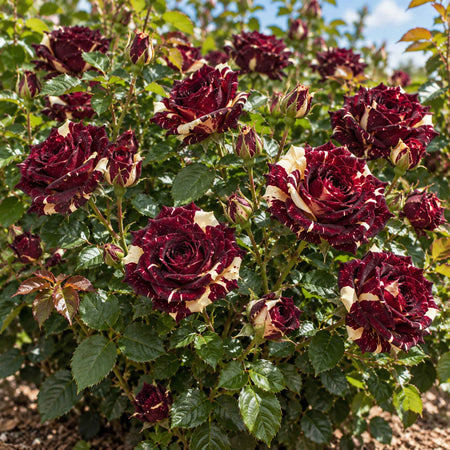 Rose ‘Abracadabra’ (Floribunda)