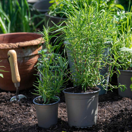 Rosemary 'Officinalis Upright'