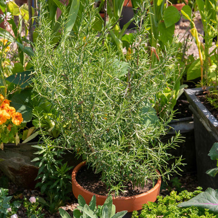Rosemary 'Officinalis Upright'
