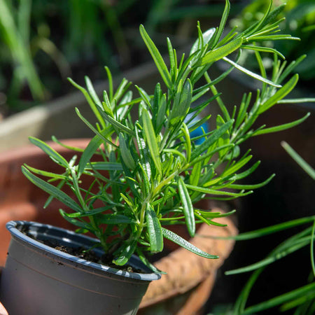 Rosemary 'Officinalis Upright'