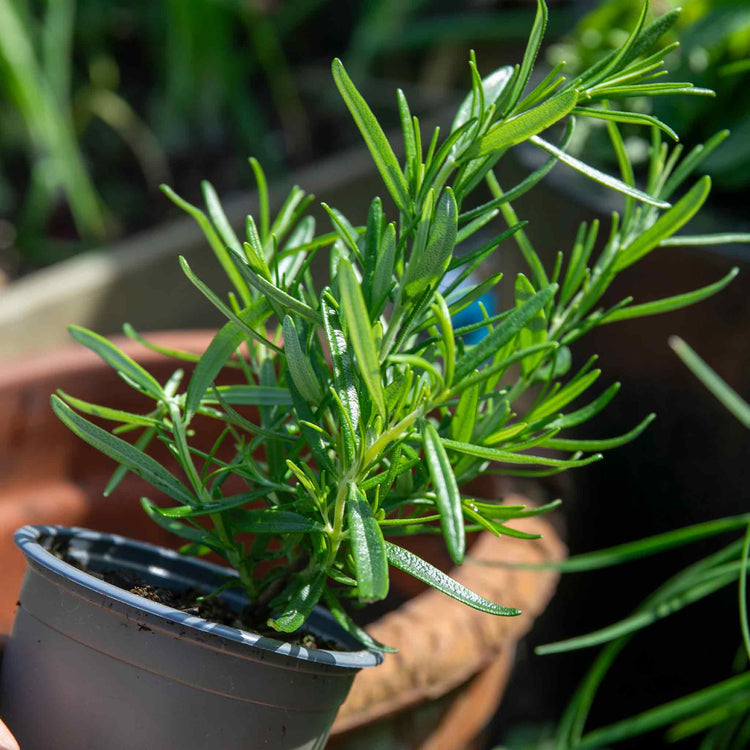 Rosemary 'Officinalis Upright'