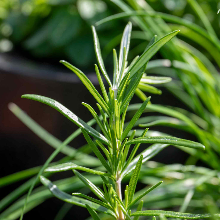 Rosemary 'Officinalis Upright'