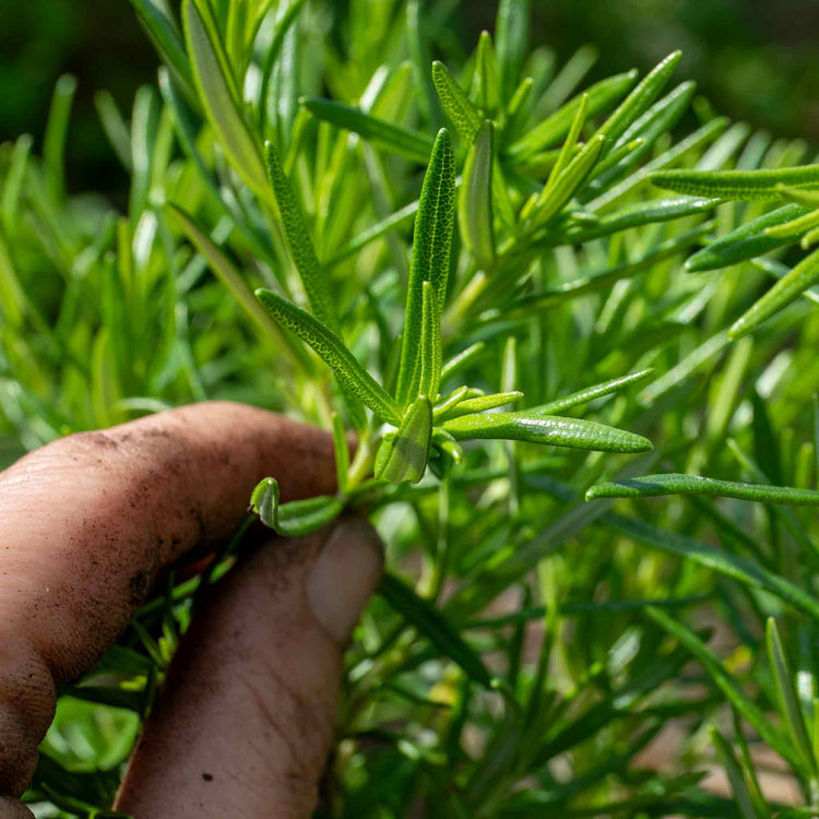 Rosemary 'Officinalis Upright'
