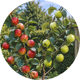 Fruit Duo Trees