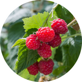 Raspberry Plants