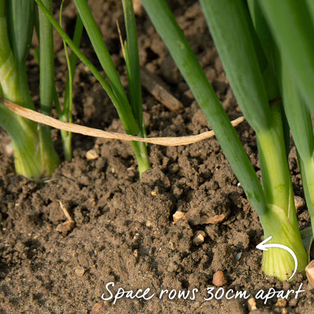 Onion Seeds 'Walla Walla'