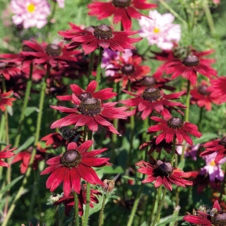 Rudbeckia 'Cherry Brandy'