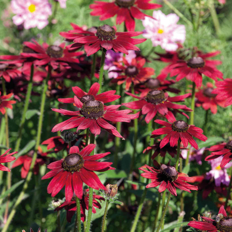 Rudbeckia 'Cherry Brandy'