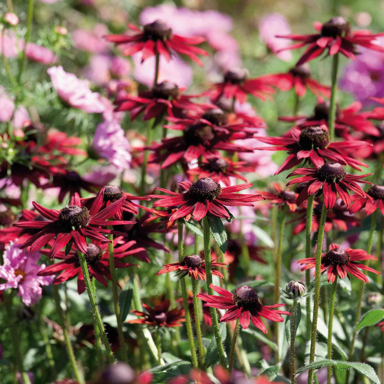 Rudbeckia 'Cherry Brandy'