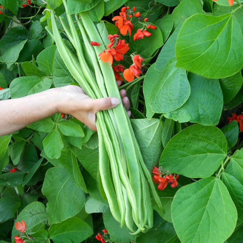Runner Bean 'Bench Master'