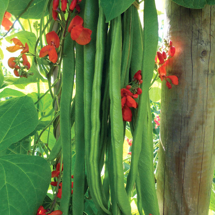 Runner Bean 'Firestorm'