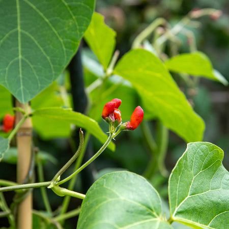 Runner Bean Seeds 'Firestorm'
