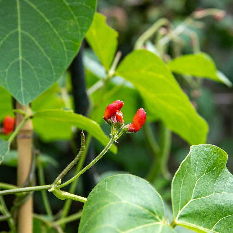 Runner Bean Seeds 'Firestorm'