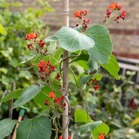 Runner Bean 'Bench Master'