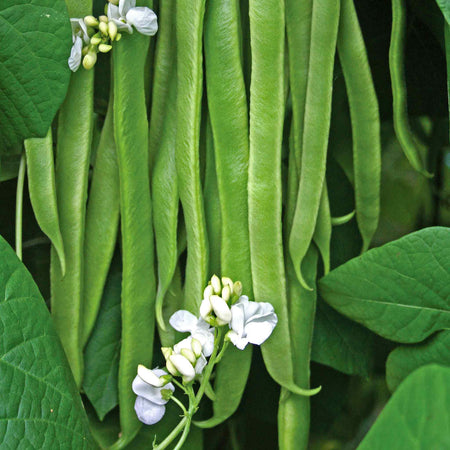 Runner Bean 'Firestorm' and 'Stardust'