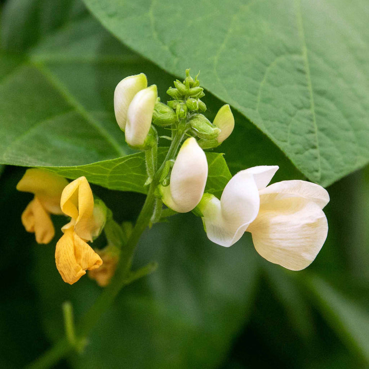 Runner Bean 'Stardust'