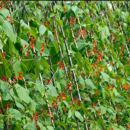 Runner Bean 'Firestorm'