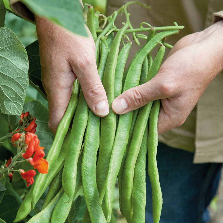Runner Bean 'Firestorm'