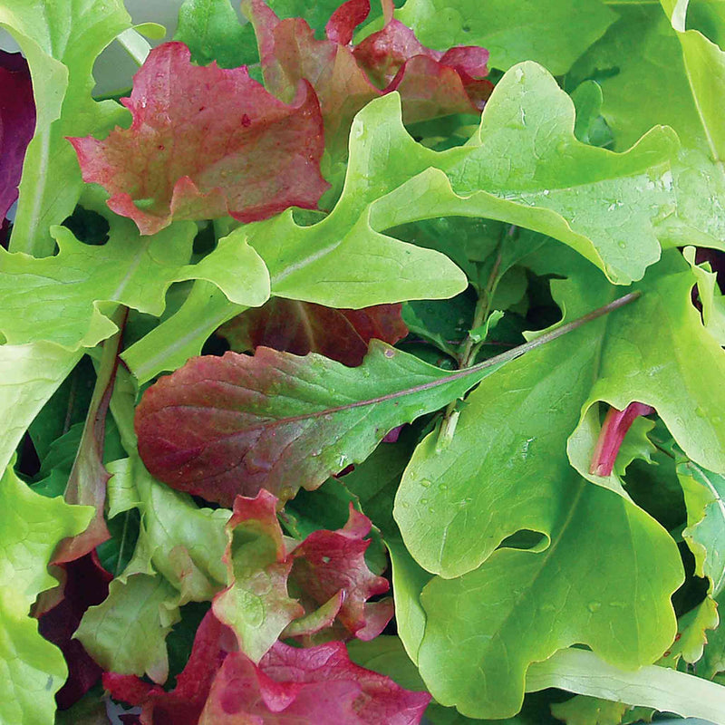 Salad Baby Leaf Seeds Mix