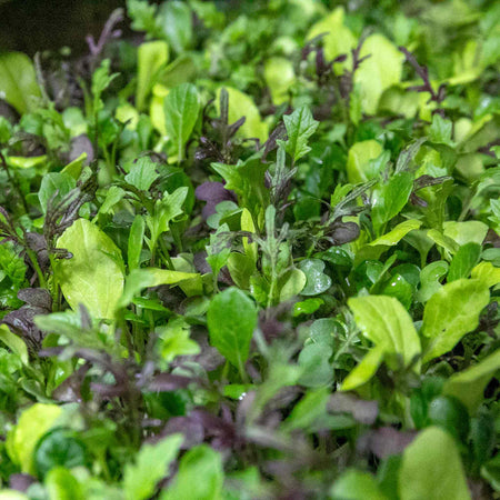 Salad Seeds 'Bright & Spicy' Mix