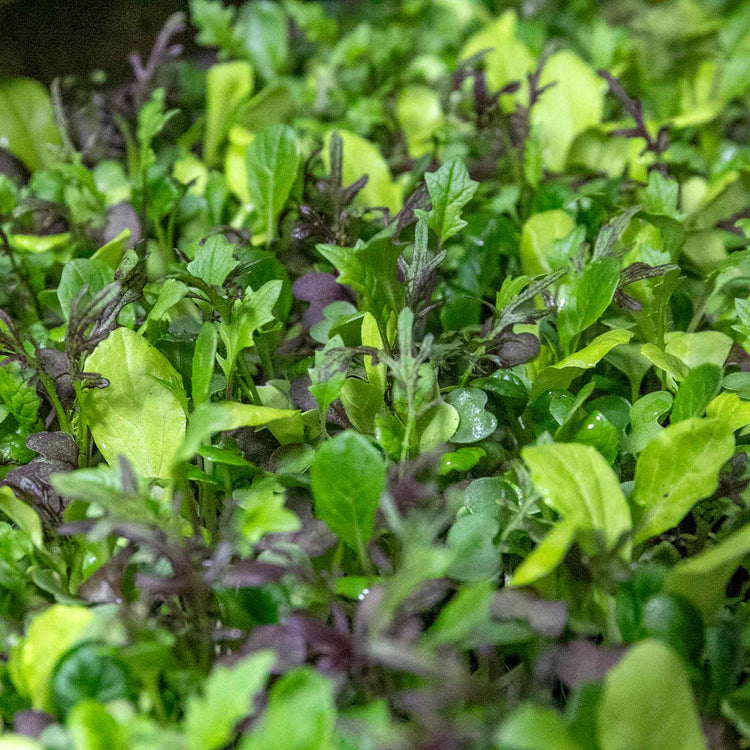 Salad Seeds 'Bright & Spicy' Mix