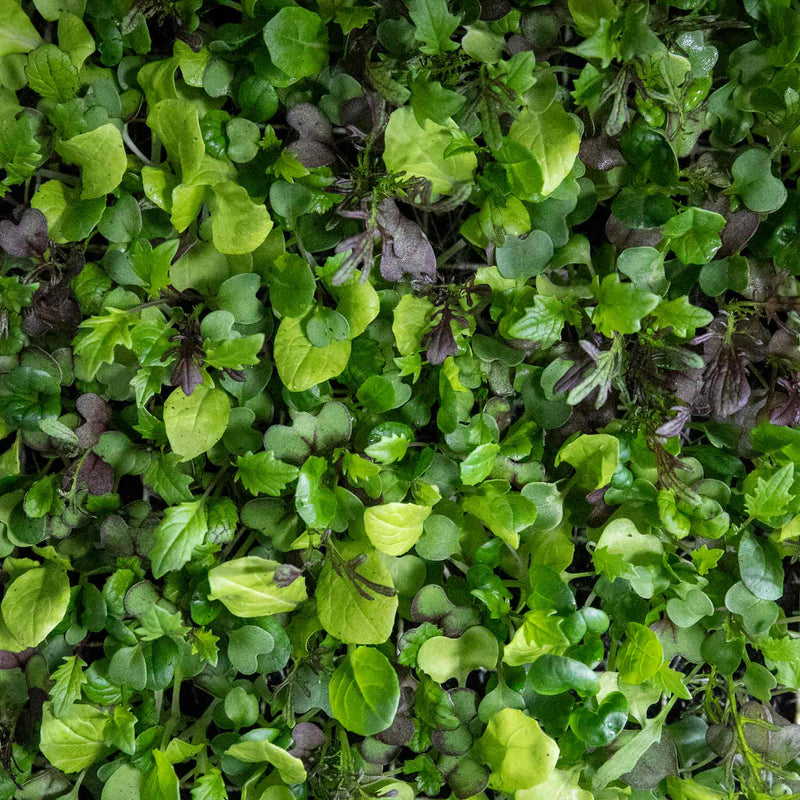 Salad Seeds 'Bright & Spicy' Mix