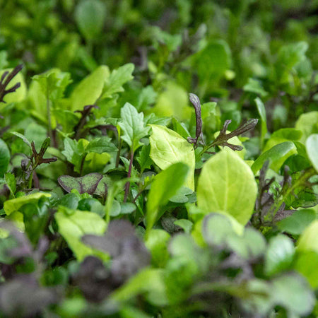 Salad Seeds 'Bright & Spicy' Mix