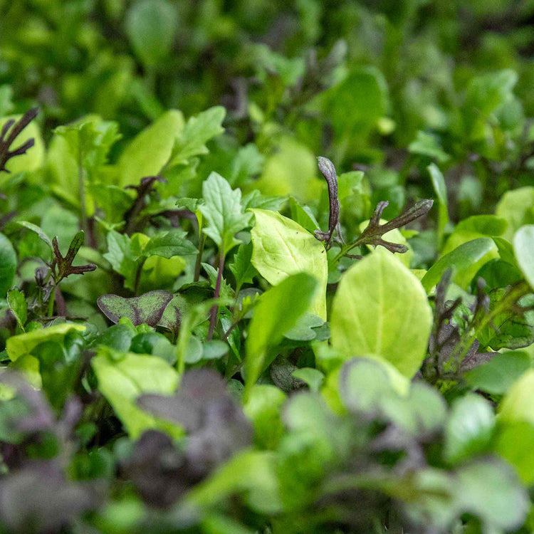 Salad Seeds 'Bright & Spicy' Mix