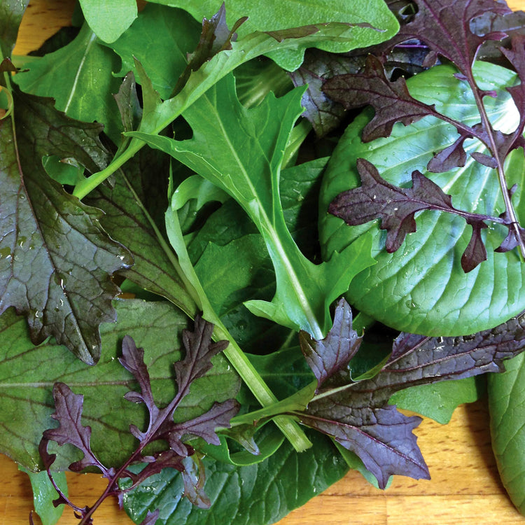 Salad Leaves Seeds 'Provencale Mix'