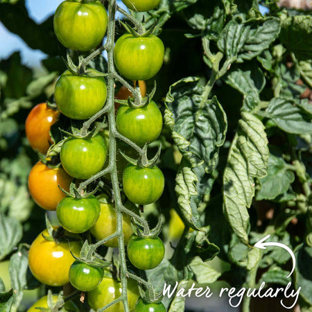 Cordon Tomato 'Moneymaker'
