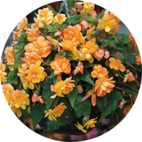 Begonia