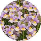 Nemesia