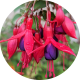 Fuchsia