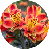 Alstromeria