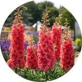 Delphinium