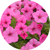 Petunia