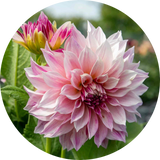 Dahlias