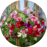 Sweet Peas